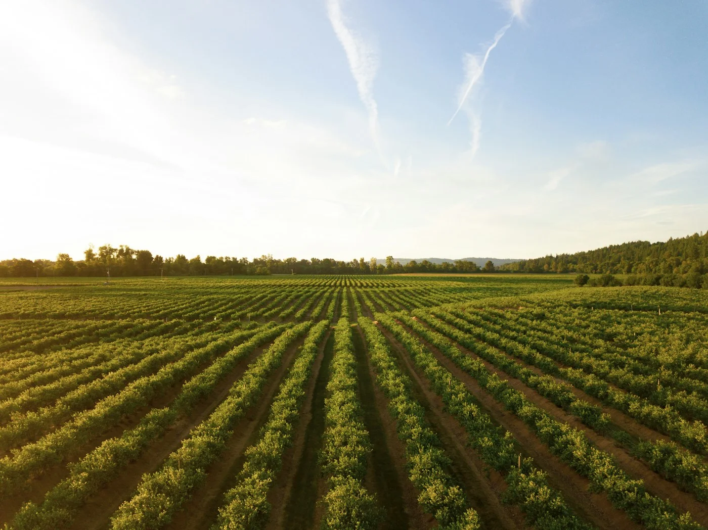 Long green rows across an agricultural field