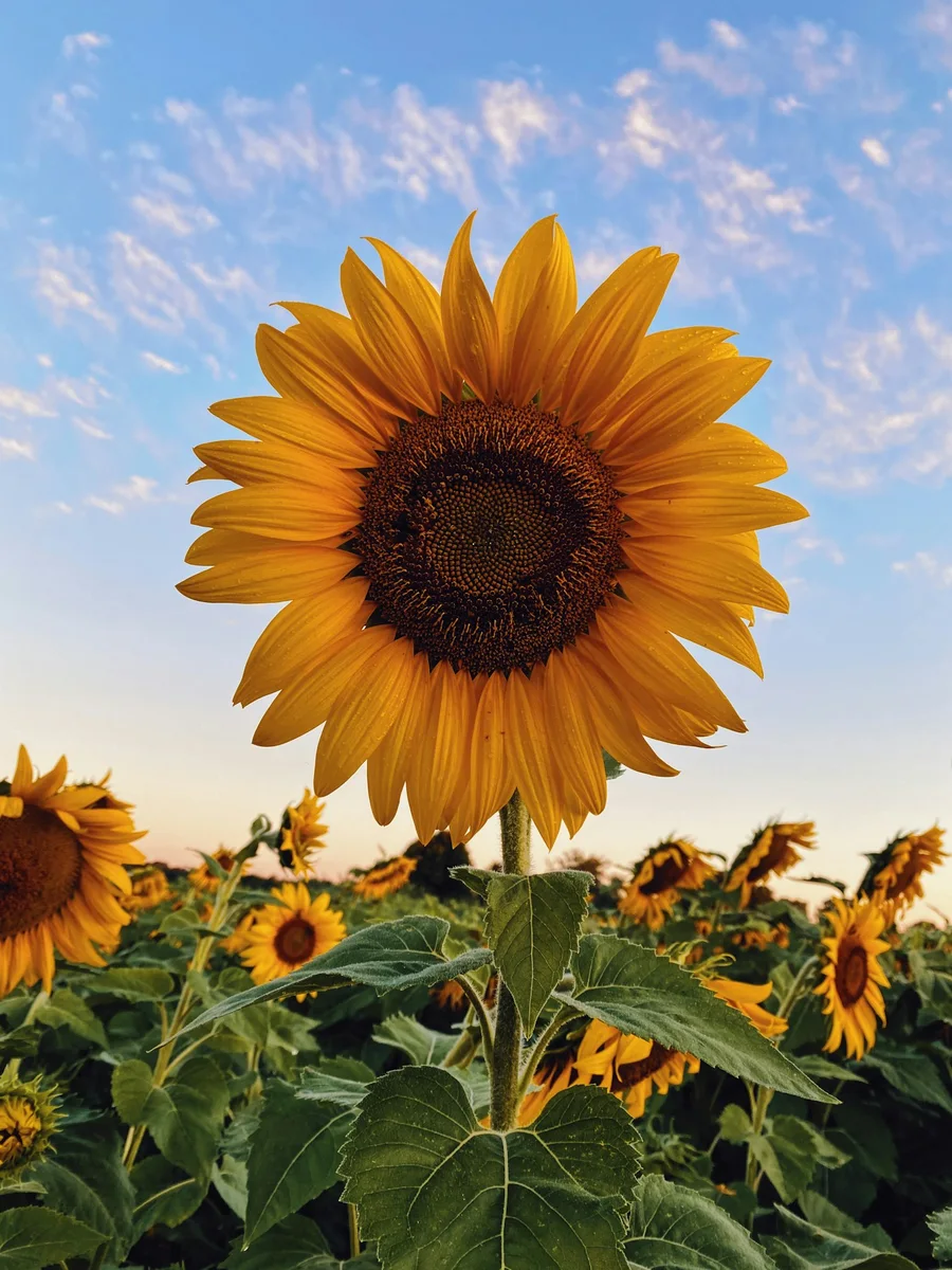 A ripe sunflower standing above a field